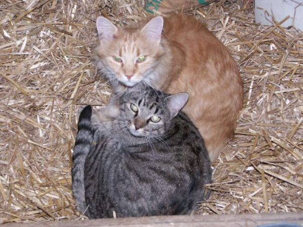 Tobi und Garfield